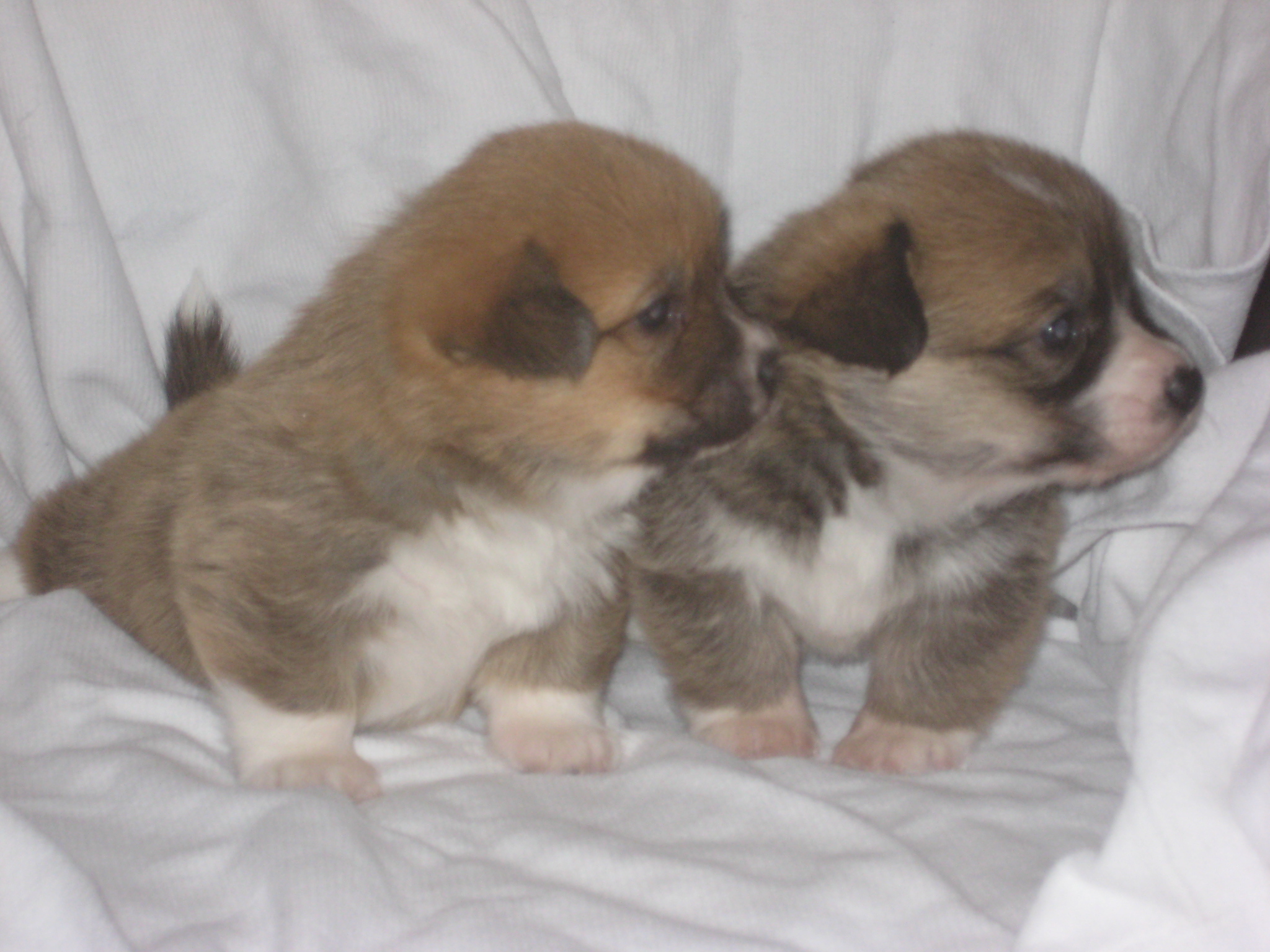 puppy